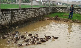 Đàn vịt trời đẻ của anh Lý.Ảnh: Quang Đại.