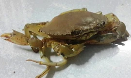 Ngư dân Sóc Trăng bắt được cua 'siêu dị' có 3 càng