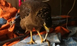 Tha mồi (rắn) về "tổ".