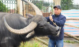 Anh Trịnh Quang Tuyên, một chuyên gia về trâu chọi, đồng thời là đại lý cung cấp trâu chọi lớn nhất miền Bắc. Ảnh: Đàm Duy.