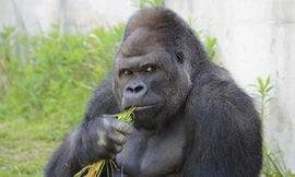 Khỉ đột Shabani nổi tiếng vì vẻ "đẹp trai", dáng chụp ảnh ấn tượng và được người hâm mộ đặt biệt danh "người đàn ông ưa nhìn". Ảnh: Higashiyama Zoo and Botanical Gardens.