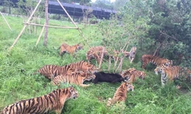 Vụ việc xảy ra tại công viên động vật hoang dã ở Thượng Hải.