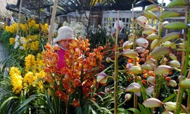 Địa lan tiền triệu 'xuất xưởng' về xuôi