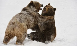 Don cho biết hai con gấu xám đã chiến đấu với nhau trong vòng 20 phút. Nguồn: Daily Mail.