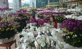 Hàng ngàn chậu lan hồ điệp quý hiếm, rực rỡ sắc màu tại khu vực chợ hoa Quảng Bá.