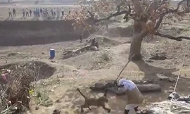 Người đàn ông dùng gậy đánh báo hoang chạy té khói