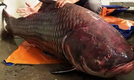 Chú cá hô nặng tới 135kg vừa được chuyển về TPHCM.