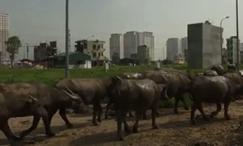 Đàn trâu tiền tỷ giữa thủ đô của chàng trai 29 tuổi