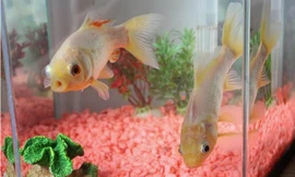 Cặp cá vàng 40 tuổi phá kỷ lục sống lâu nhất thế giới