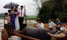 Nước lũ ngập đường đi, đôi uyên ương phải rước dâu bằng xe trâu vượt lũ.