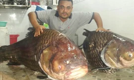 Cặp cá hô "khủng" vừa được vận chuyển từ Lào về Việt Nam.