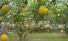 Bưởi Diễn "cháy hàng" và giá lên tới hàng trăm nghìn mỗi quả.