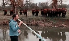 Đàn bò siêu 'hóng'