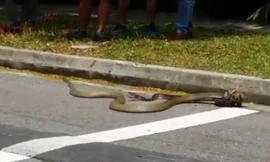 Trận chiến nảy lửa giữa trăn và rắn hổ mang chúa