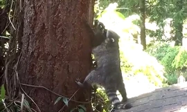 Cảm động cảnh gấu mẹ tận tình dạy con cách trèo cây