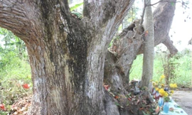 Phần gốc cổ thụ có chu vi khoảng 8m.
