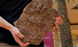 Dấu chân tìm thấy ở Italia. Ảnh: BBC.