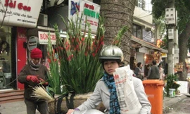 Nhiều người dân tích hoa từ sớm