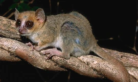 Tìm thấy hơn 600 loài sinh vật mới