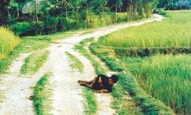 Đứa trẻ Mỹ Lai - Kỳ 2: Sống sót