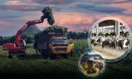 Về nơi nông dân thu tiền tỷ từ trồng ngô nuôi bò sữa