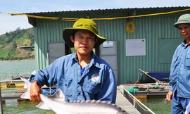 Cá tầm xứ tuyết trên đất Việt