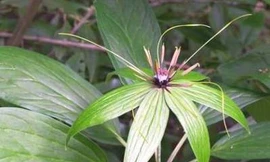 Cây thất diệp nhất chi hoa có chất trị ung thư