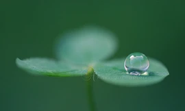 Chân lý diệt khổ