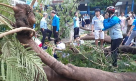 Từ sự cố cây đổ khiến học sinh tử vong, ghi lại ngay các quy tắc an toàn mùa mưa bão!