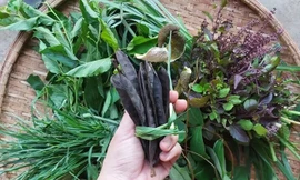 Liệu dầu gội thảo mộc đang siêu hot có khả năng “cứu rỗi” mái tóc xác xơ như lời đồn?