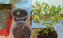 Cần sa có quan chức năng phát hiện thu giữ. Ảnh công an Hưng Yên