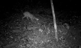 Phát hiện loài động vật quý hiếm được cho đã tuyệt chủng gần 100 năm trong rừng Xuân Liên