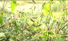 Bão 'châu chấu' tàn phá cây trồng tại huyện vùng cao Thanh Hóa