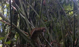 Phát hiện 5 loài linh trưởng quý hiếm tại Khu bảo tồn thiên nhiên ở Thanh Hóa