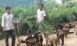 Thanh Hóa: Nhiều người Mông bị dụ dỗ đầu tư tiền ảo, đa cấp