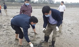 Người dân lo lắng khi ngao chết bất thường trên diện rộng