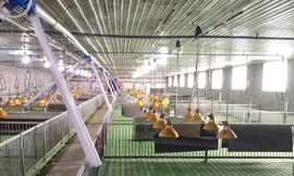 Di dời 30.000 con lợn gây mùi hôi thối ở Thanh Hóa 