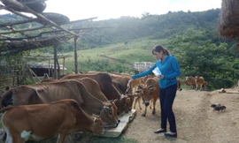 Thanh Hóa: Hiệu quả từ những chính sách hỗ trợ cho vùng đồng bào dân tộc thiểu số