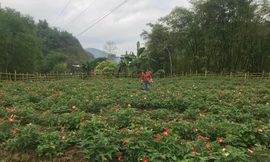 Thanh Hoá: Khát vọng ấm no trên vùng đất khó