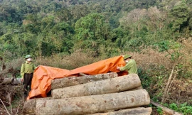 Thanh Hoá: Phê bình Giám đốc, các Phó Giám đốc vì để xảy ra khai thác gỗ trái phép