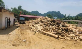 Xử lý nhiều vi phạm trong thu mua, chế biến gỗ keo ở Thanh Hoá