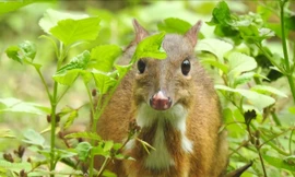 Phát hiện loài Cheo Cheo quý hiếm sống đơn độc giữa rừng già ở Thanh Hóa