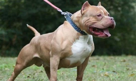 Nữ chủ nhà bị chó Pitbull cắn chết 