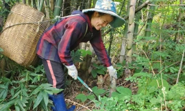 Phát huy nguồn lực, tận dụng thời cơ để giảm nghèo ở huyện Mường Lát