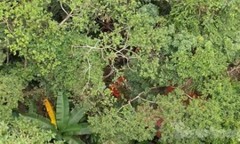 Ngang nhiên đào vàng trong rừng đặc dụng ở Thanh Hoá