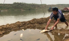 Cá lồng trên sông Chu chết bất thường