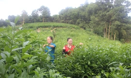 Phát triển bền vững cây chè, giúp đồng bào miền núi Thanh Hoá thoát nghèo