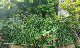 Phát hiện hộ dân mua hạt giống cần sa gieo trồng ở vườn nhà