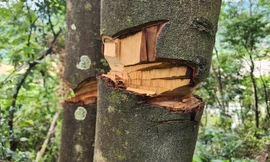 Công an vào cuộc vụ hàng nghìn mét vuông rừng tự nhiên bị chặt phá bất thường ở Thanh Hoá