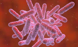 Bệnh Whitmore gây ra bởi vi khuẩn Burkholderia pseudomallei. Ảnh minh hoạ